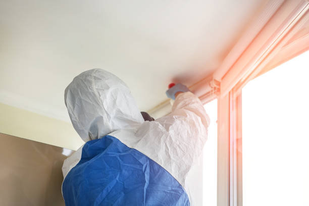 Why You Should Choose Our Mold Remediation Services in La Quinta, CA