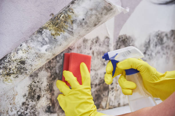 Best Environmental Consulting for Mold Prevention  in La Quinta, CA